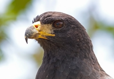 Great BlacK- Hawk