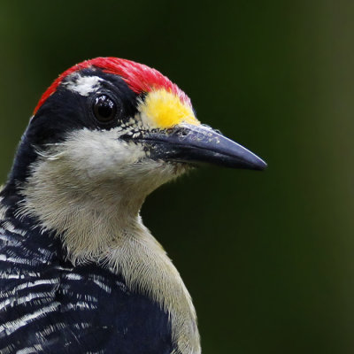  Black-cheeked Woodpecker