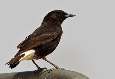 Black Wheatear