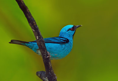 Blue Dacnis