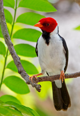 Yellow-billed Cardinal