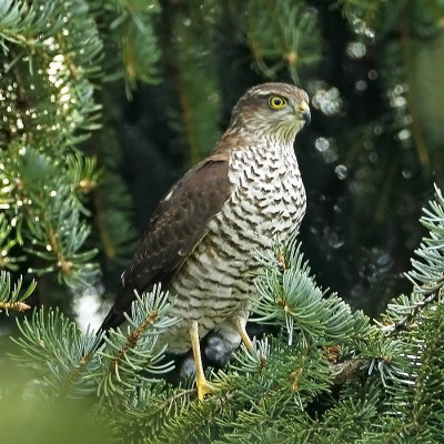 Eurasian Sparrowhawk (fem)