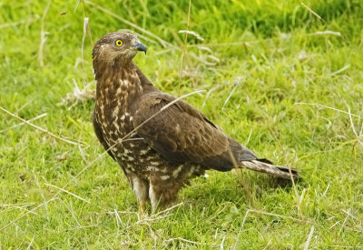 European Honey Buzzard