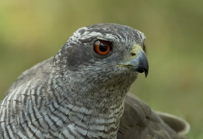 Northern Goshawk