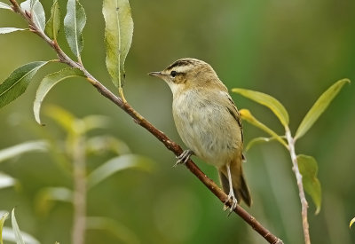 Sledge Warbler