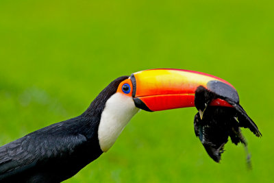 Toco Toucan