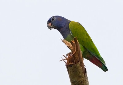 Blue-headed Parrot