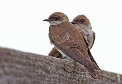 Southern Rough-winged Swallow