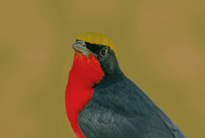 Yellow-crowned Gonolek