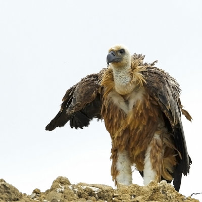 Griffon Vulture