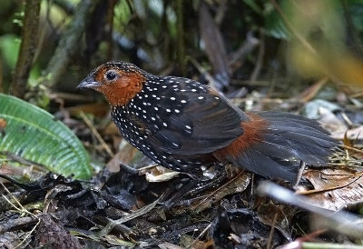  Ocellated Tapaculo
