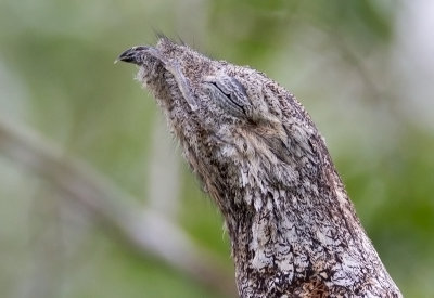 Great Potoo