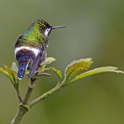 Green Torntail (fem)