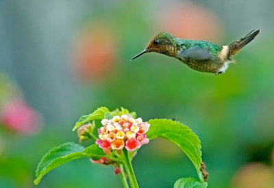 Frilled Coquette