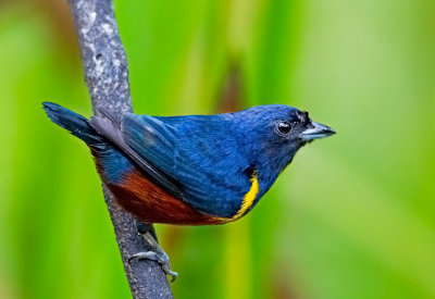 Chestnut-bellied Euphonia