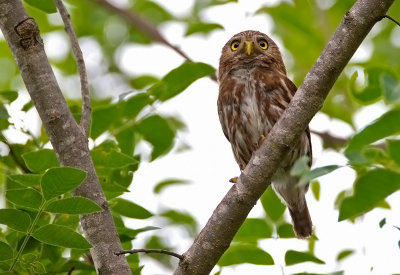 Ferruginous-pygmy Owl