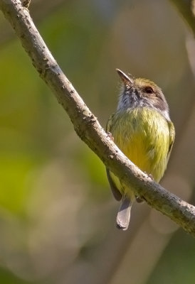 Eared-pygmy Tyrant