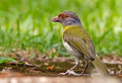  Rufous -browed Peppershrike