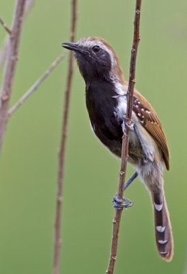 Rufous-backed Antwren