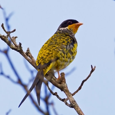 Swallow-tailed Cotinga