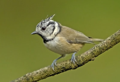  European Crested Tit