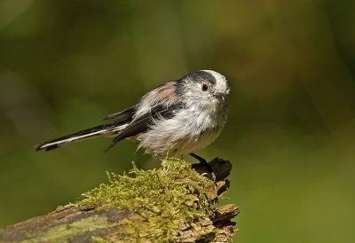 Long-tailed Tit