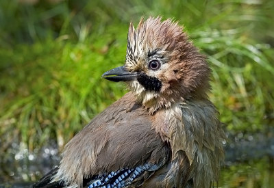 Eurasian Jay