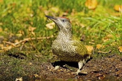 European Green Woodpecker