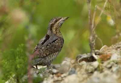 Eurasian Wryneck