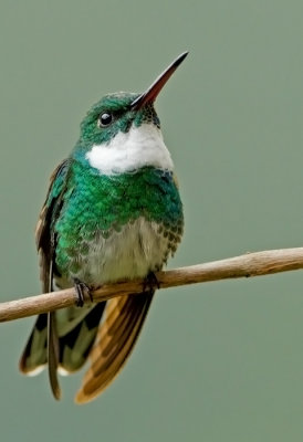 White-troated hummingbird