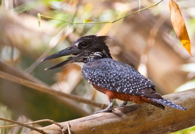 Giant Kingfisher