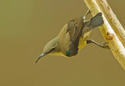 Beautiful Sunbird (fem)