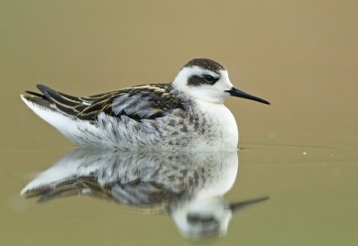 Red- necked Palarope