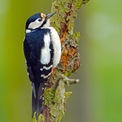 Great  spotted woodpecker