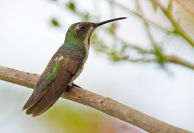 Black-troated Mango (fem)