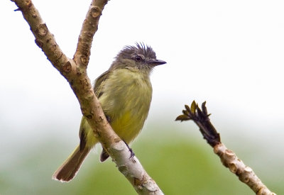 Yellow-olive-Flatbill or Flycatcher