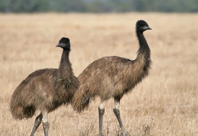 Emu (juv)