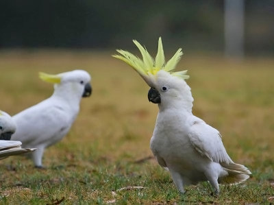 Sulhpur Crested Cockatoo 