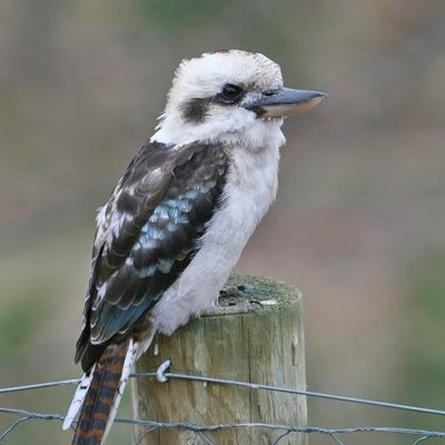 Laughing Kookaburra