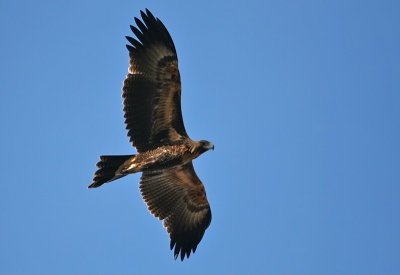 Wedge-tailed-Eagle.