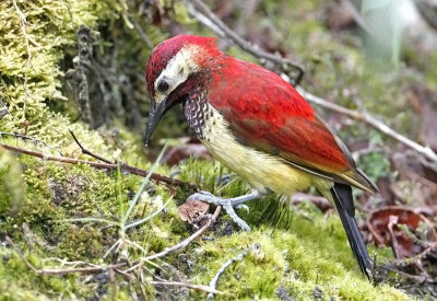 Crimson-mantled Woodpecker