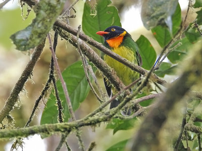 Orange-breasted Fruiteater