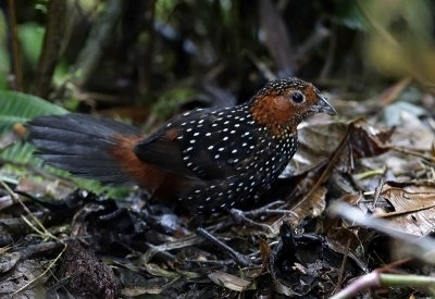 Occelated Tapaculo