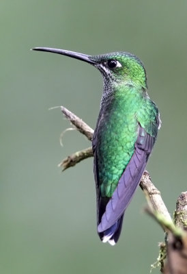 Green -crowned Brilliant