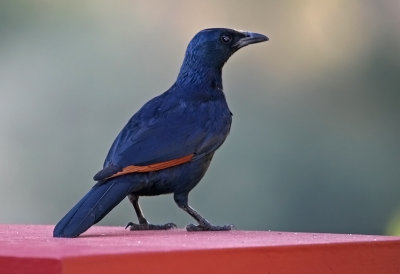  Red-winged Starling