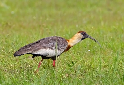 Buff-necked Ibis