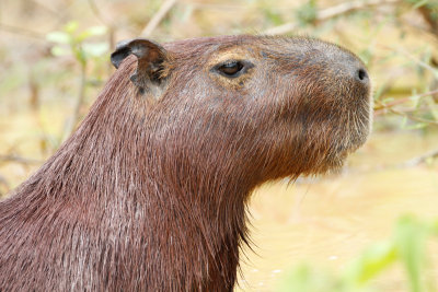 Capibara Brazil
