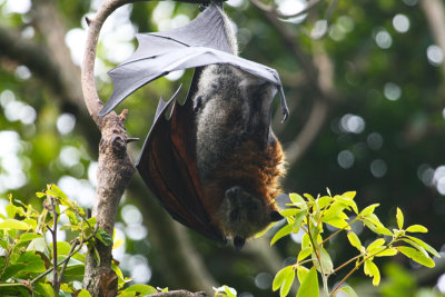 Fruit-Bat Australia