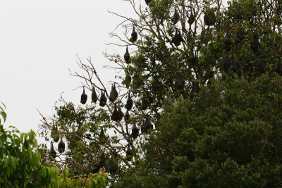 Fruit-Bats Australia