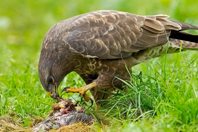 Common Buzzard